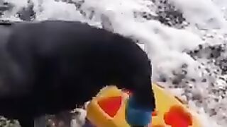 Are crows smarter than humans or what?