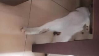 Nemo tidur