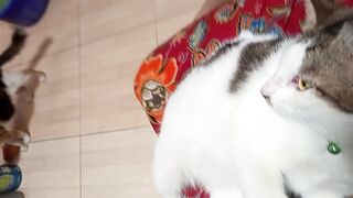 Nemo kucing manja