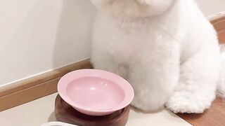 Just give the puppy a piece of dog food, the puppy's reaction...