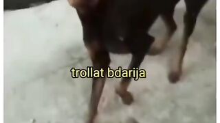حشومة عليه هه