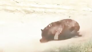beautiful funny video fighting video very INTERESTING video