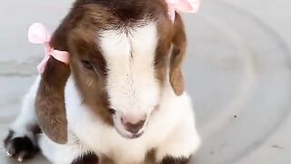 A kid of a goat