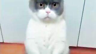 Cat dance