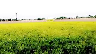 Viral video