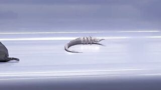 It is a very interesting scene to watch the whole video. What does this worm become? Must watch the end