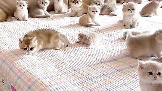 Adorable adorable pet # Purple and Gold Creme # Cute cute kitten Healing mood baby cat