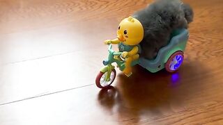 Cat: Cat, I have a mount to go out ~ # Little milk cat growth diary