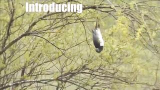 When Animals Get "Elevated”