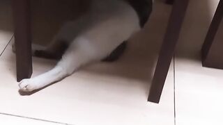 Nemo jaga tikus keluar