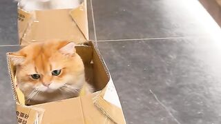There aren't any kittens left on the cat bus # cute cats # cat pictures # English short gold layer