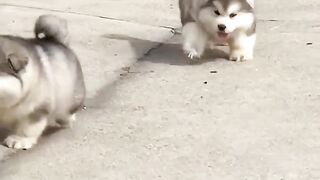 Alaskan Malamute