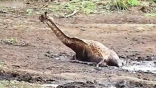 The giraffe is not tired of trying to survive