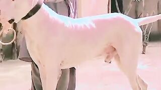 Bully dog dog name Hira????
