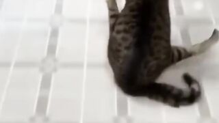 funny animals part 1