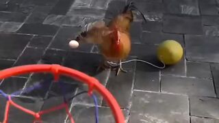 funny video