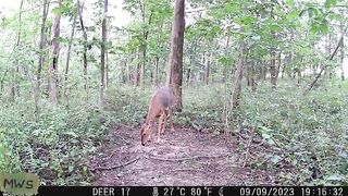 wild animals Part-4