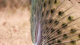 Peacocks are truly stunning creatures,