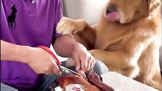 The story of a dog who loves his mother very much