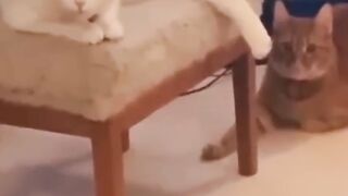 funny animals part 2