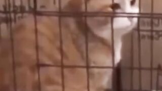 funny animals part 3