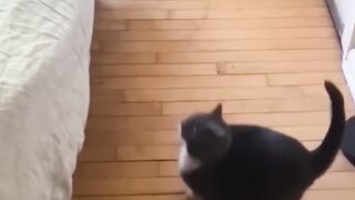 funny animals part 6