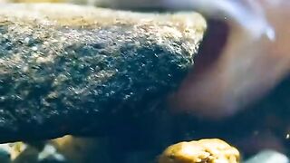 This fish arranges rocks to lay eggs