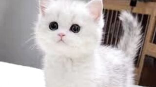 Cute cat