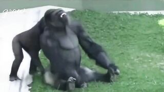 Gorilla games with mama