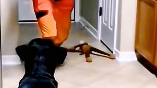 #shorts #funny #cat #dog (46)