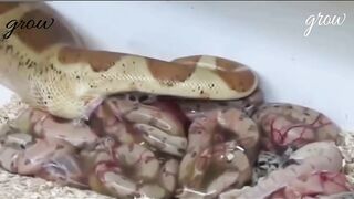The birth of the snake