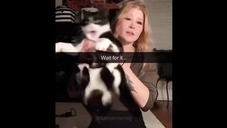 Try not to laugh at dogs and cats ???? - Best Funniest Animal Videos of the Month #1