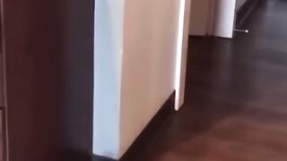 funy animals