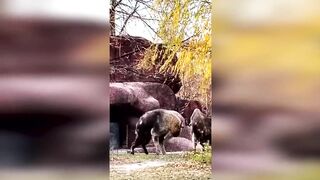 You've Never Seen Animals Like This Before