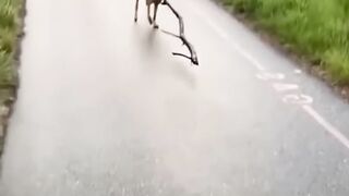 funny animals part 8