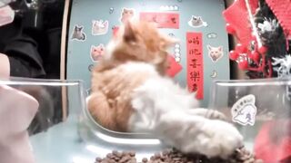 Cats and their friends 2