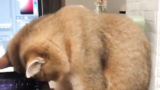 The cat ended up sleeping