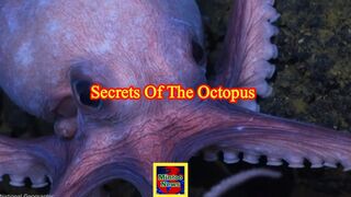 Secrets of the Octopus