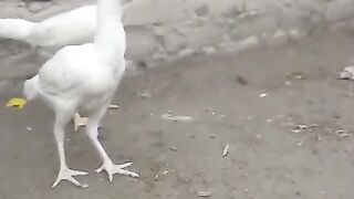 Yellow legs