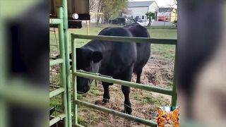 Video drole animaux