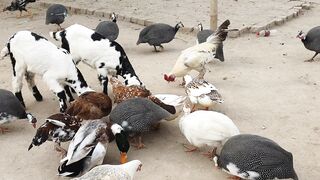 Chickens and Goats
