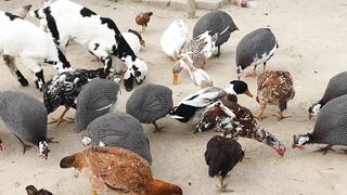 All Chickens and Goats
