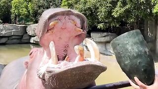 Big hippo eating food