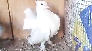 What type of pigeons