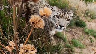 Tiger, rose and food