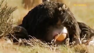 animal video#khan