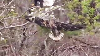 Birds Catching fig fish