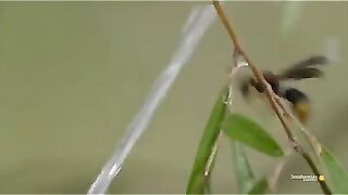 Archer fish, known for their unique