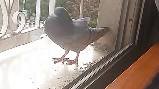 Bird eats in my window