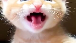 Funny cat...